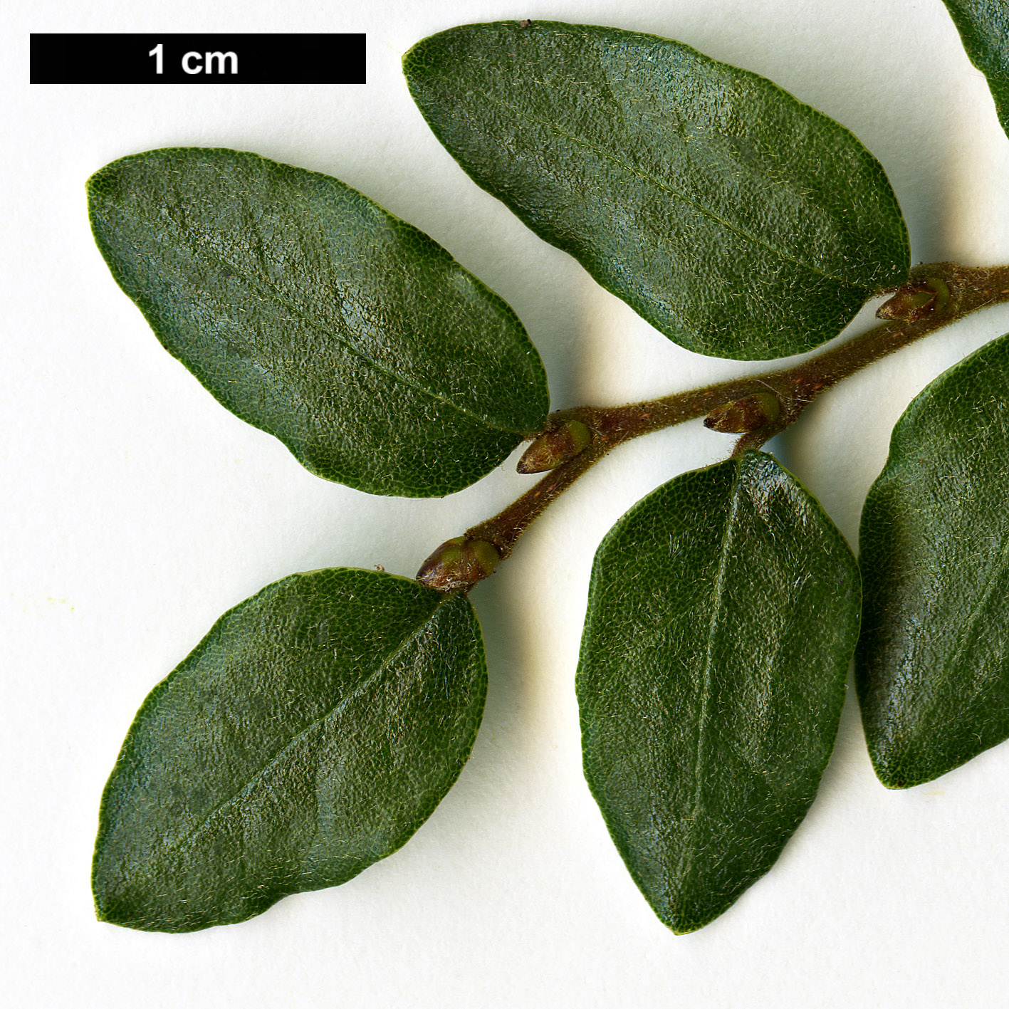 High resolution image: Family: Nothofagaceae - Genus: Nothofagus - Taxon: solanderi - SpeciesSub: var. cliffortioides